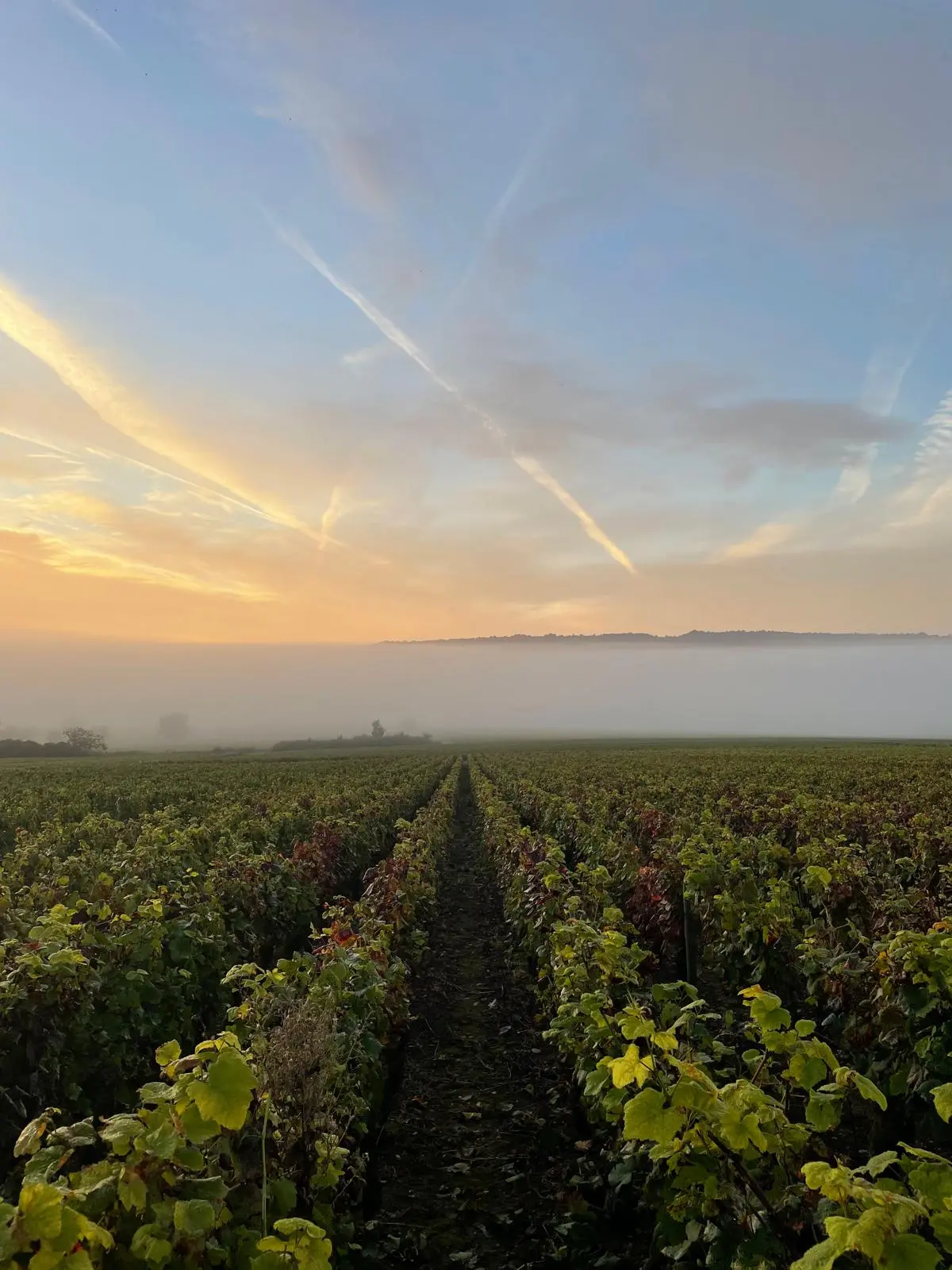 Vignobles de la Côte de Beaune